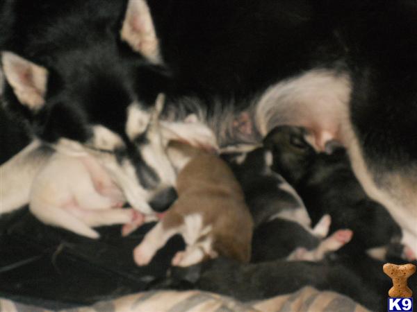 Wolf Dog Puppies in CA
