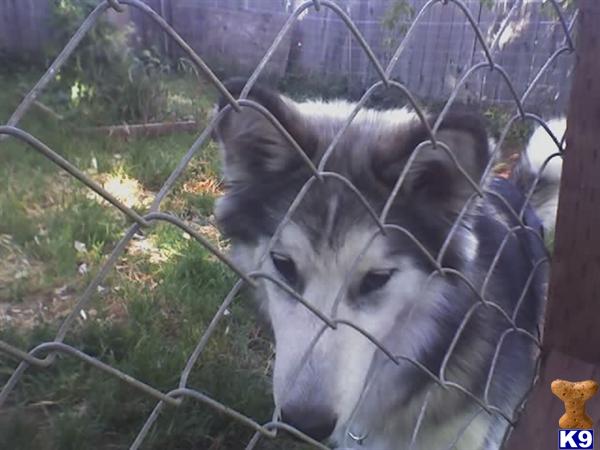 Stud Dogs - Wolf Dog