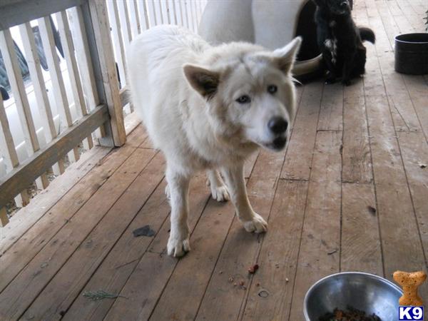 Stud Dogs - Wolf Dog