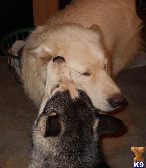 Wolf Dog Puppies