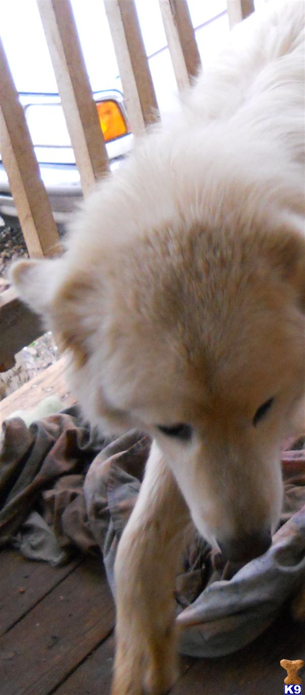 Wolf Dog Puppies
