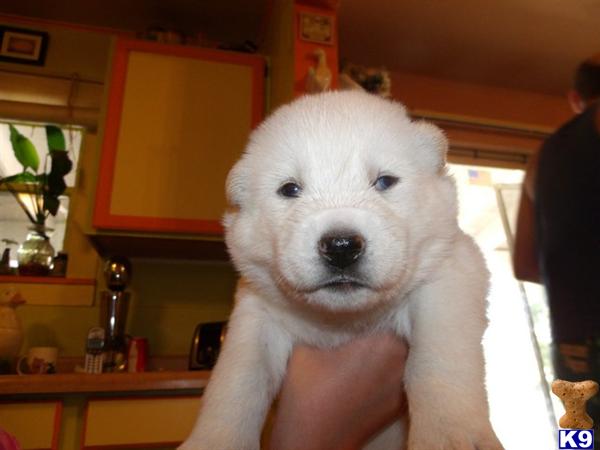 Wolf Dog Puppies