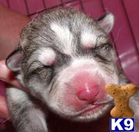 Wolf Dog Puppies in CA