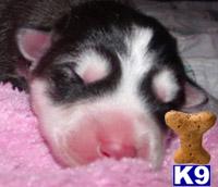 Wolf Dog Puppies in CA