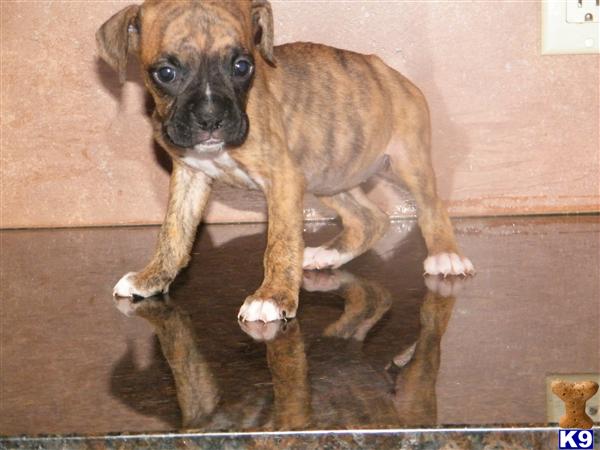 Puppies in Hazleton