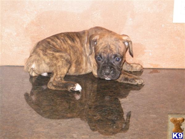 Puppies in Hazleton
