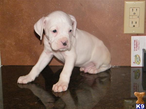Puppies in Hazleton