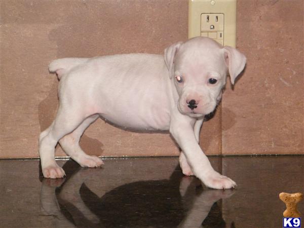 Puppies in Hazleton