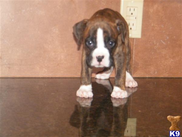 Puppies in Hazleton