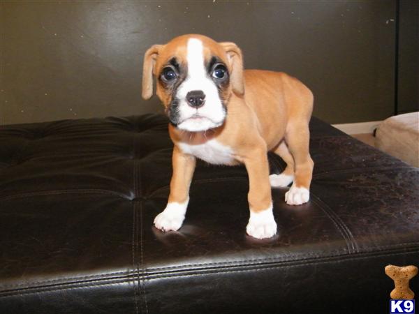 Puppies in Hazleton