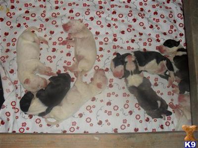 Miniature Bull Terrier Puppies