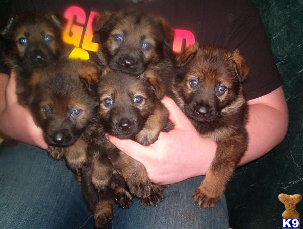 german shepherd puppies for sale in michigan 400 document moved german shepherd puppies for sale in michigan 400 document moved