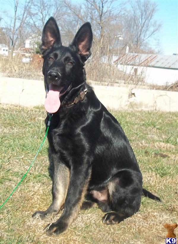 Dogs - German Shepherd