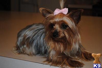 Dogs for Sale in KY