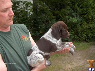 German Shorthaired Pointer Puppies for Sale