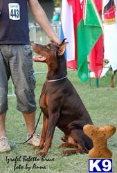 Stud Dogs - Doberman Pinscher