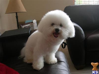 Stud Dogs - Bichon Frise