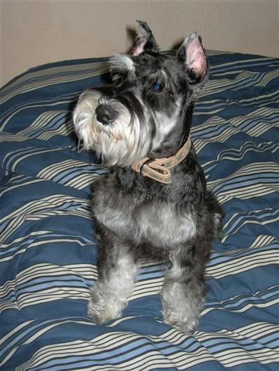 Stud Dogs - Miniature Schnauzer