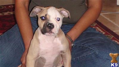 American Bulldog Puppies for Sale