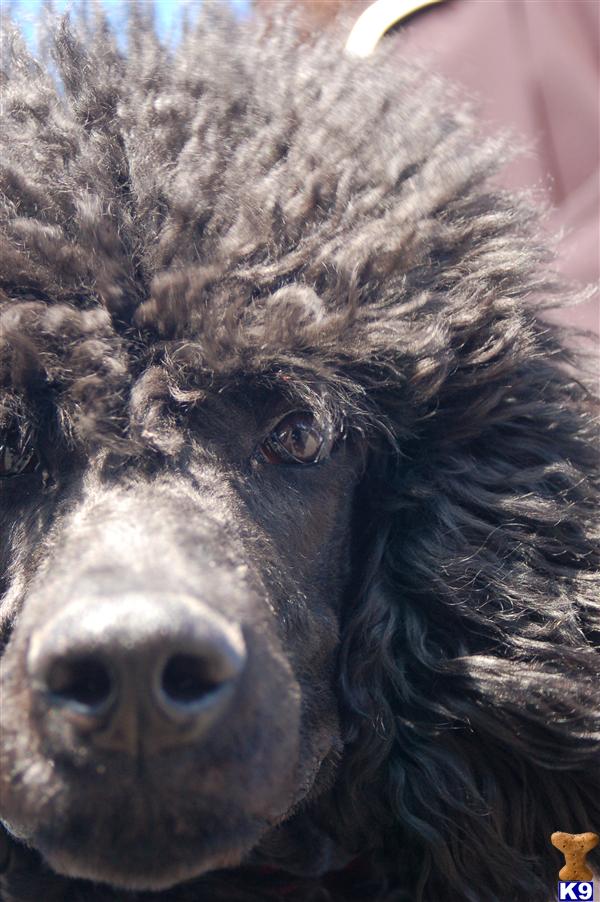 Stud Dogs - Poodle