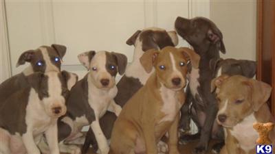American Pit Bull Puppies in TX