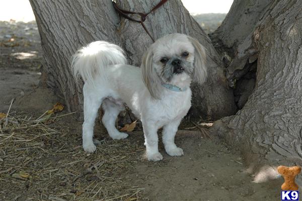 Stud Dogs - Shih Tzu