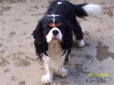 Stud Dogs - Cavalier King Charles Spaniel