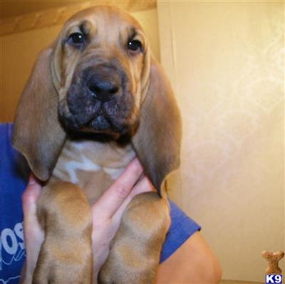 Bloodhound Puppies for Sale
