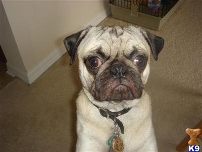Stud Dogs - Pug