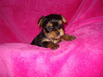 Yorkshire Terrier Puppies in TX
