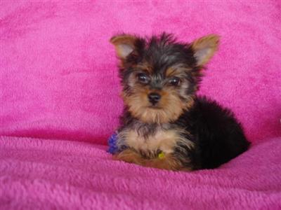 Yorkshire Terrier Puppies in TX