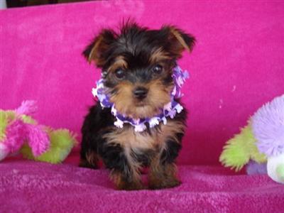 Yorkshire Terrier Puppies in TX