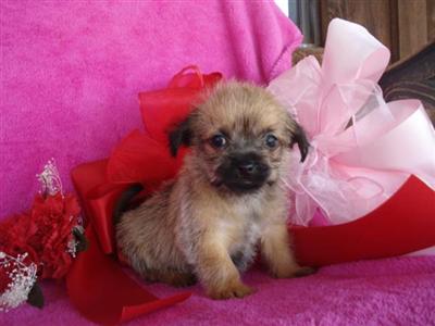 Mixed Breed Puppies in TX