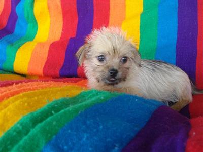 Mixed Breed Puppies in TX