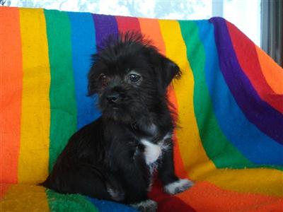 Mixed Breed Puppies in TX