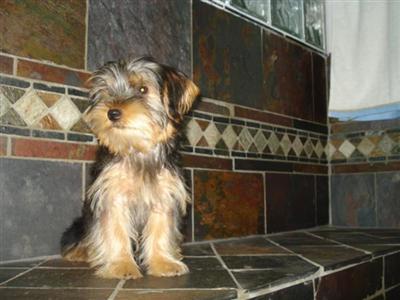 Yorkshire Terrier Puppies in TX