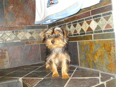 Yorkshire Terrier Puppies in TX