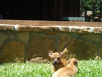 Puppies in CISCO