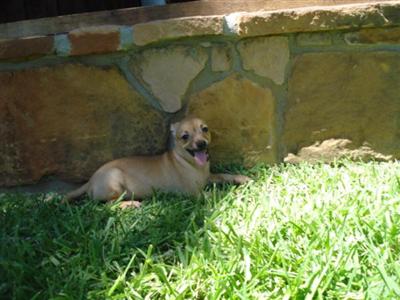 Puppies in CISCO