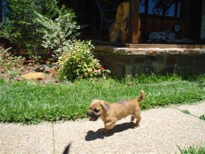 Mixed Breed Puppies in TX