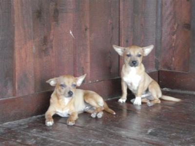 Puppies in CISCO