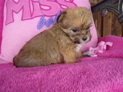 Mixed Breed Puppies in TX