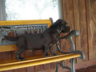 Mixed Breed Puppies in TX