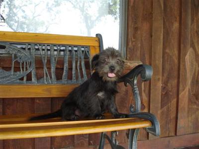 Mixed Breed Puppies in TX