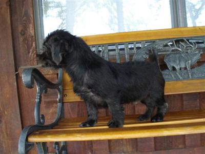 Mixed Breed Puppies in TX