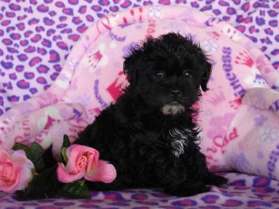Mixed Breed Puppies in TX