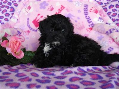 Mixed Breed Puppies in TX
