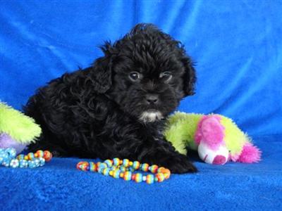 Mixed Breed Puppies in TX