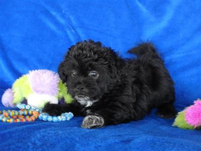 Mixed Breed Puppies in TX