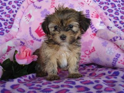 Mixed Breed Puppies in TX